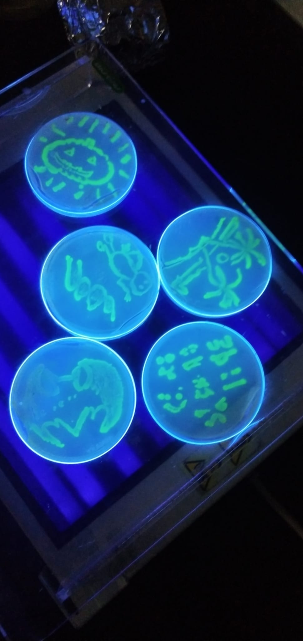 Microbial Media Plates in Lab